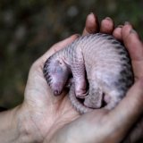 Seul mammifère à écailles, menacé d'extinction sur toute la planète, le pangolin est apprécié pour sa viande et ses vertus supposées dans la médecine traditionnelle vietnamienne et chinoise. Bien que son commerce soit interdit, la loi n'est pas as...